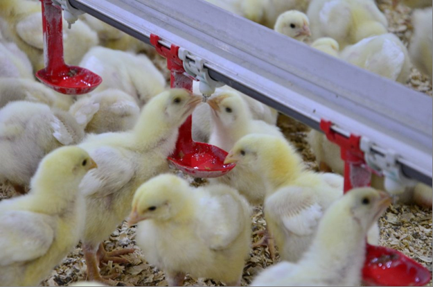 Day-old chicks under a brooder