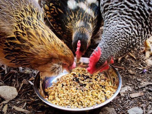 Hand feeding grain to poultry at NewRose Farm
