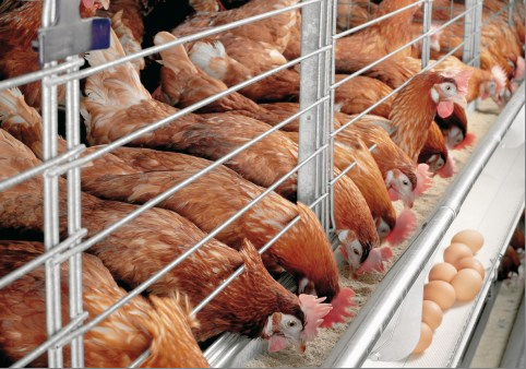 Layer hens for egg production at NewRose Farm