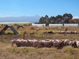 Pigs on pasture