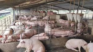 Pigs resting in a clean pen at NewRose Farm