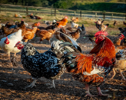 Rooster and hens